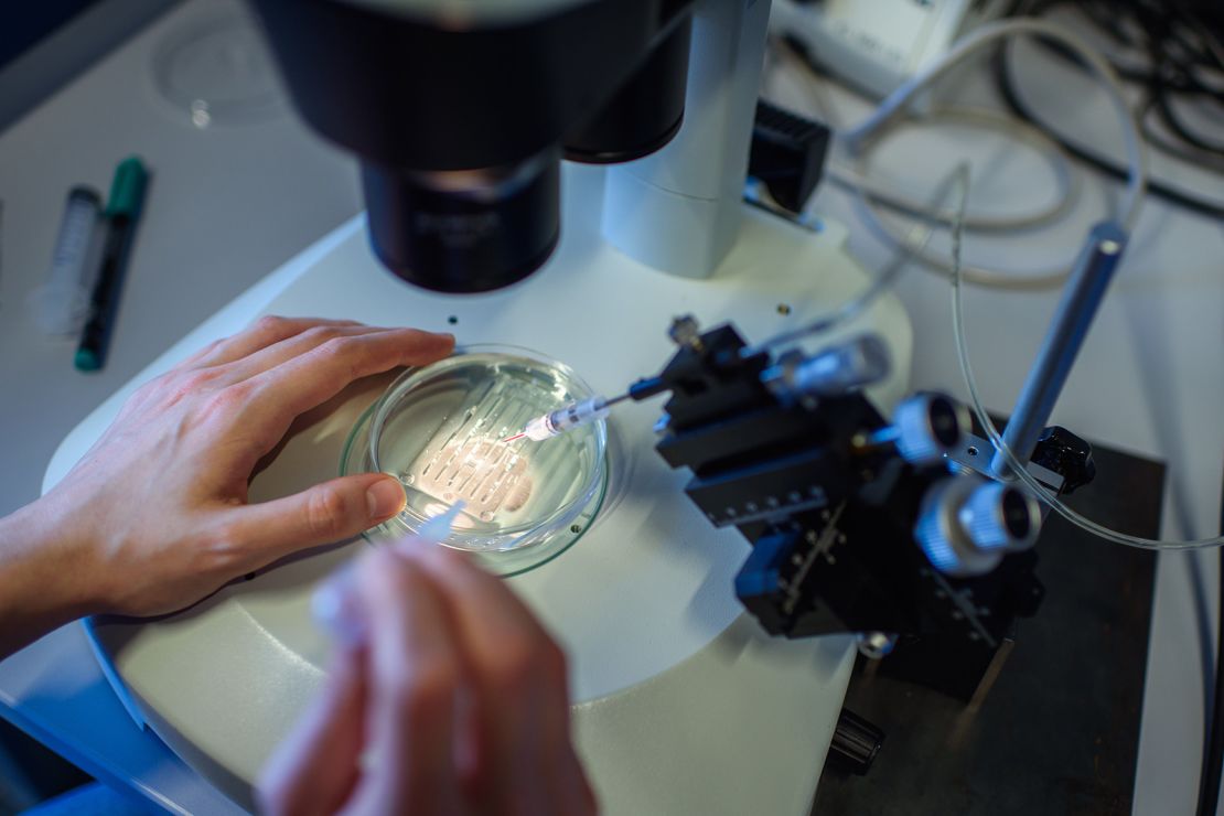 A researcher handles a petri dish while observing a CRISPR/Cas9 process through a stereomicroscope at the Max-Delbrueck-Centre for Molecular Medicine in 2018.