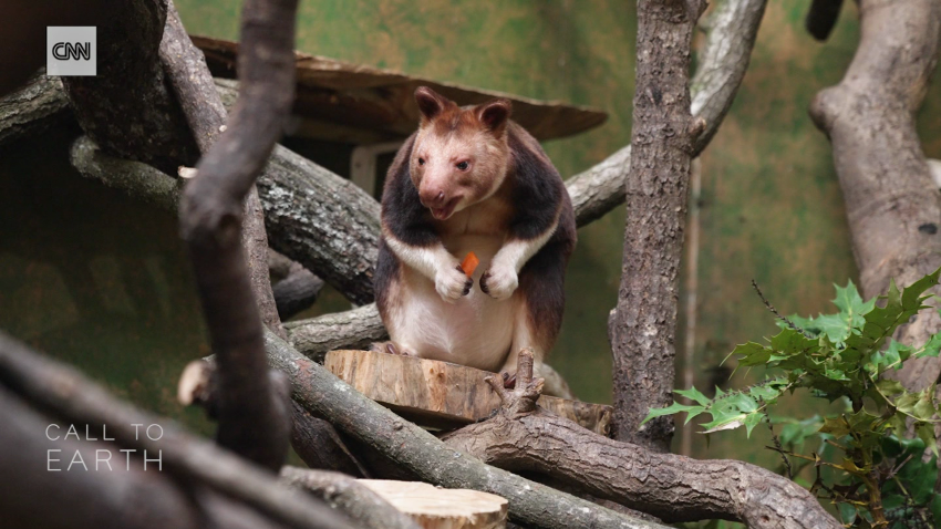 Chester Zoo rare species baby boom c2e spc intl_00015828.png