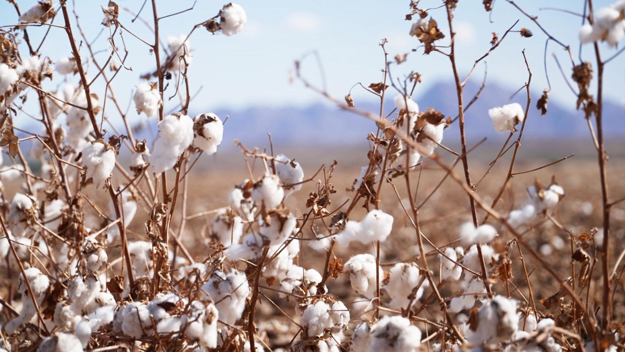Cotton is grown in Cibola, Arizona.