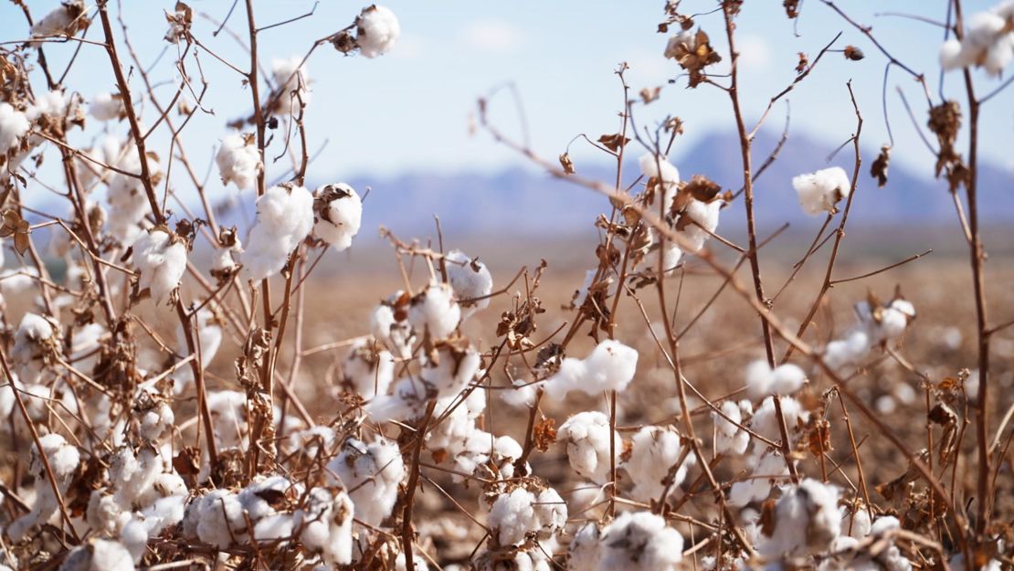 Cotton is grown in Cibola, Arizona.
