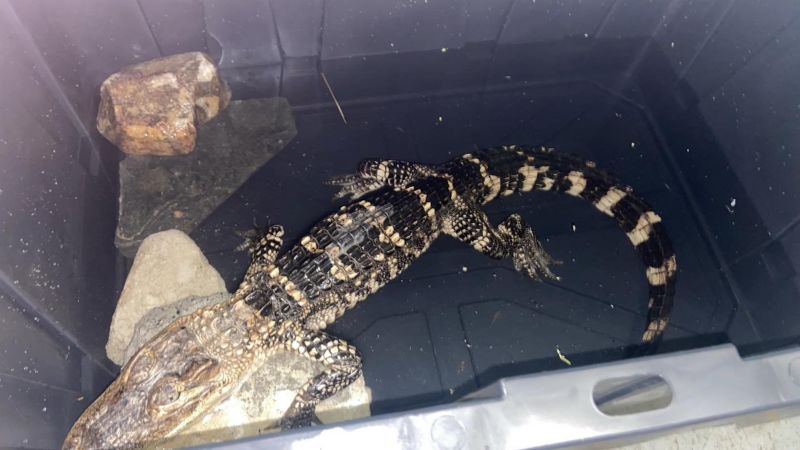 NextImg:A 3-foot exotic reptile was found in a Philadelphia park | CNN