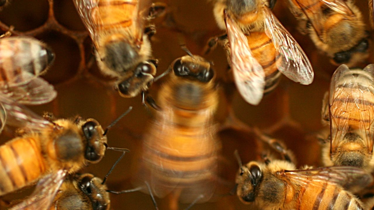 A close-up of a honeybee (center) waggle dancing. Bees guide fellow workers to pollen with these moves.