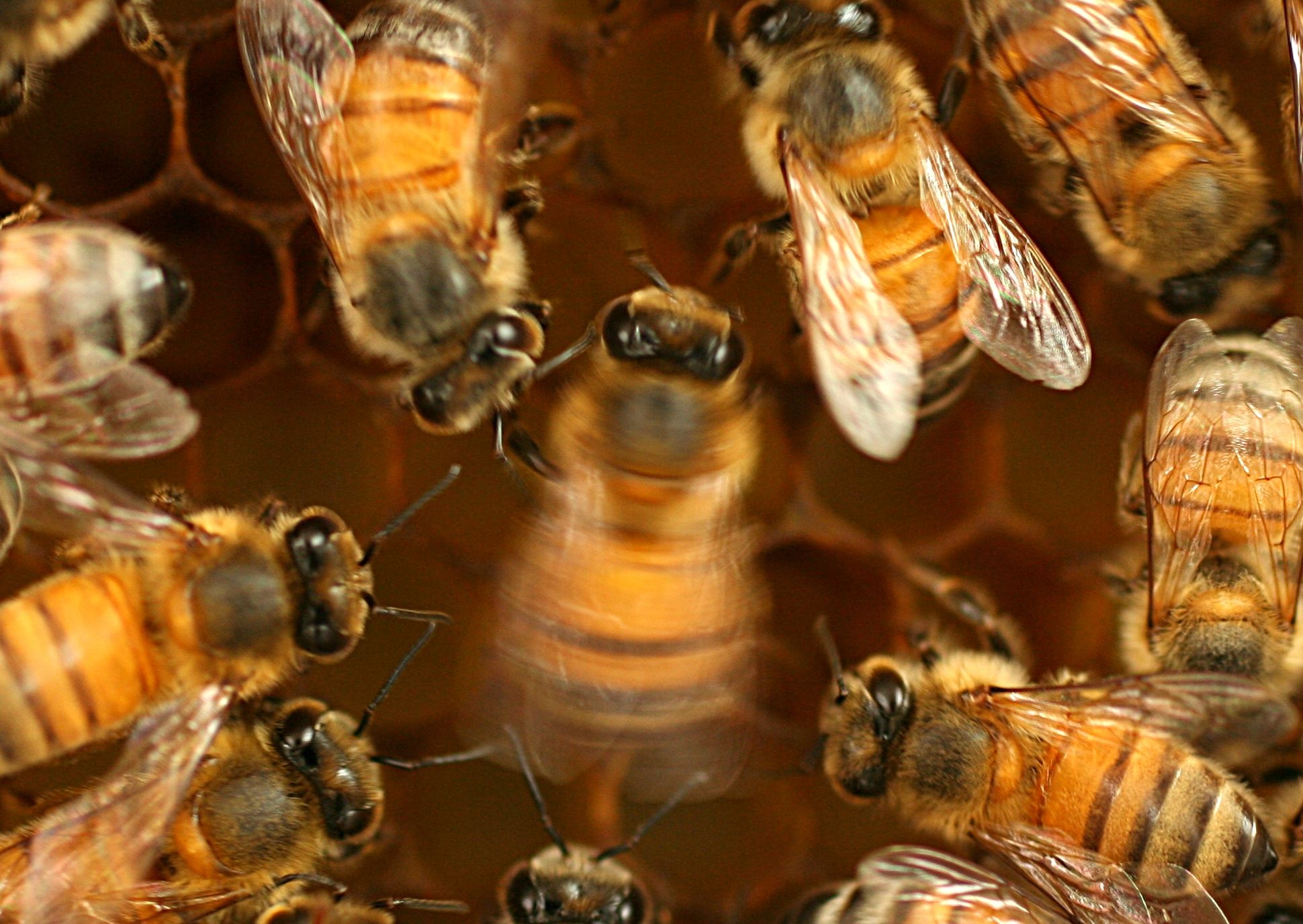 Bees learn waggle dance moves with a little help from their coworkers