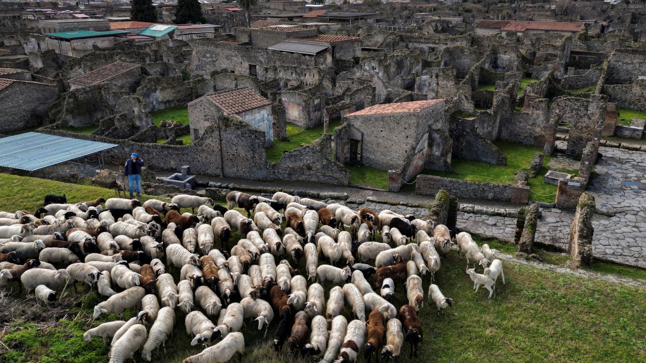 Sheep graze the grass as part of an initiative to protect ancient ruins in Pompeii.