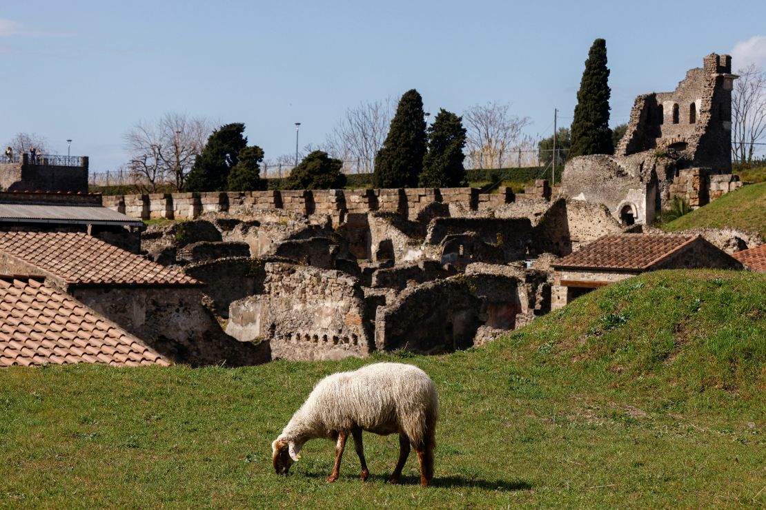 The sheep help preserve unexcavated parts of the site from erosion.