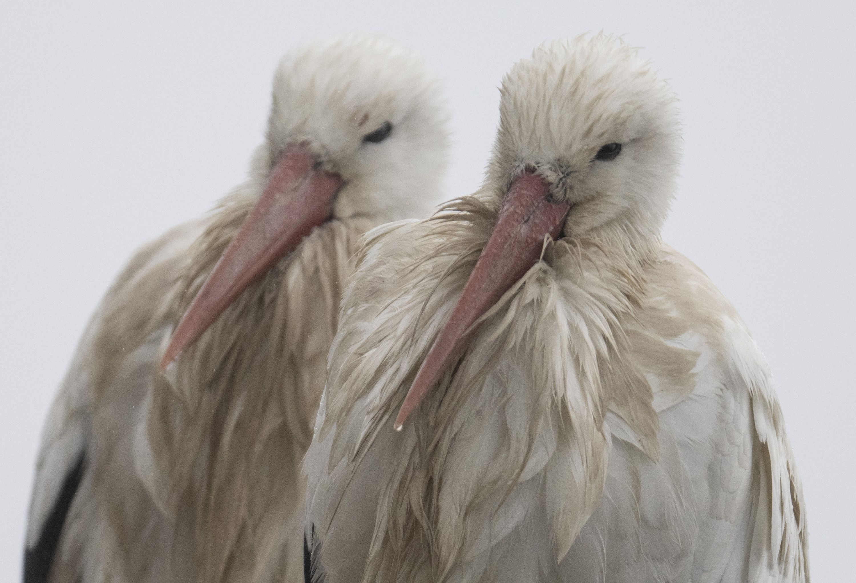 Two storks with soaked plumage sit on their nest in Biebesheim am Rhein, Germany, on Wednesday, March 8.