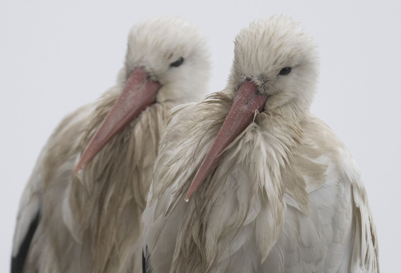 Two storks with soaked plumage sit on their nest in Biebesheim am Rhein, Germany, on Wednesday, March 8.