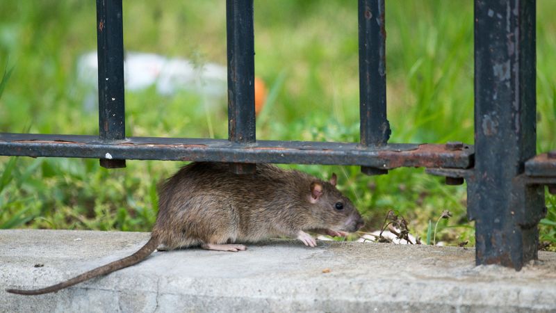 New York City rats can catch the coronavirus that causes Covid-19, study finds | CNN