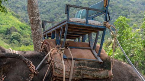 An elephant wearing a howdah is tied to a tree awaiting the next ride in Thailand, 2019. 