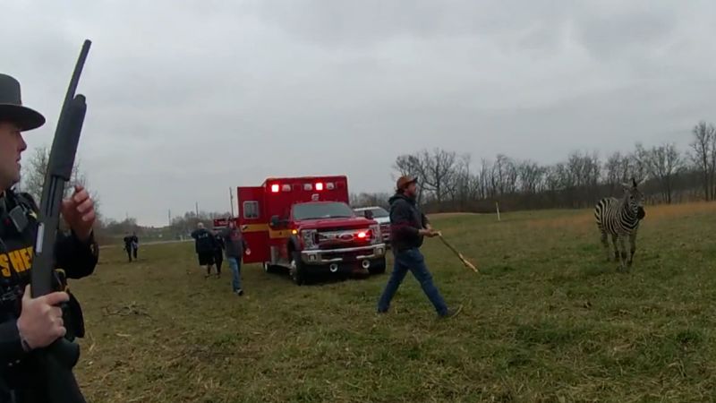 NextImg:A zebra attacked a man in Ohio before it was killed by a deputy | CNN
