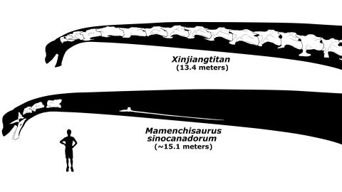 The longest intact neck ever recorded by scientists belongs to a fossilized dinosaur called the Xinjiang Titan (above). The researchers believe that M. sinocanadorum (bottom) was even longer. 