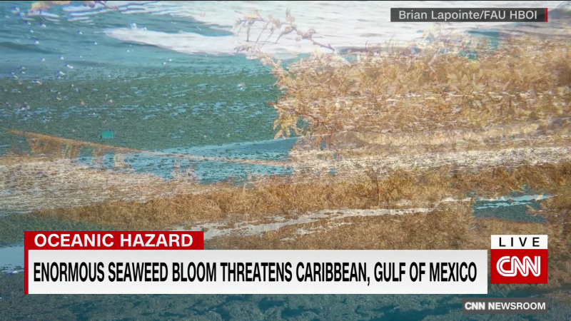 Huge seaweed blob headed for Florida beaches | CNN