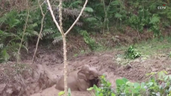 elefante recate impresionante video lodo pkg digital_00000130.png