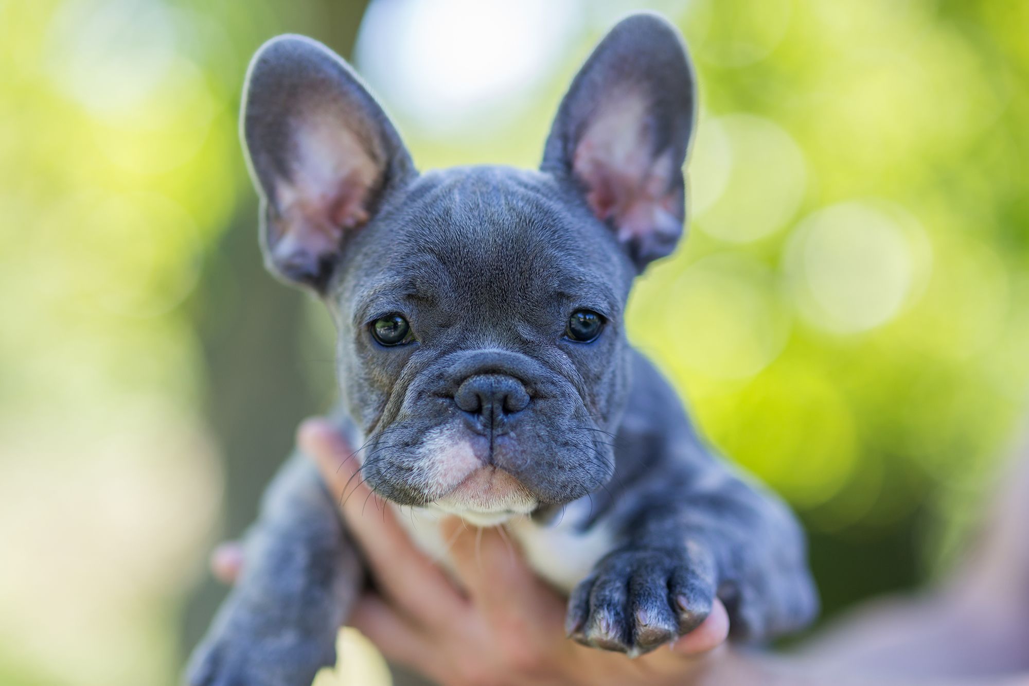 French Bulldog: The Smallest and Cutest Dog Breed in the World