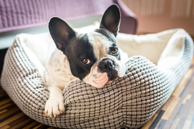 French bulldog hot sale sleeping