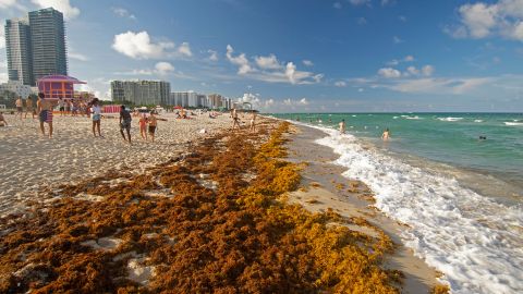 Rafts of brown seaweed, Sargassum sp., pile up on the shore of Miami Beach, Florida, USA. (Photo by: Andre Seale/VW PICS/Universal Images Group via Getty Images)