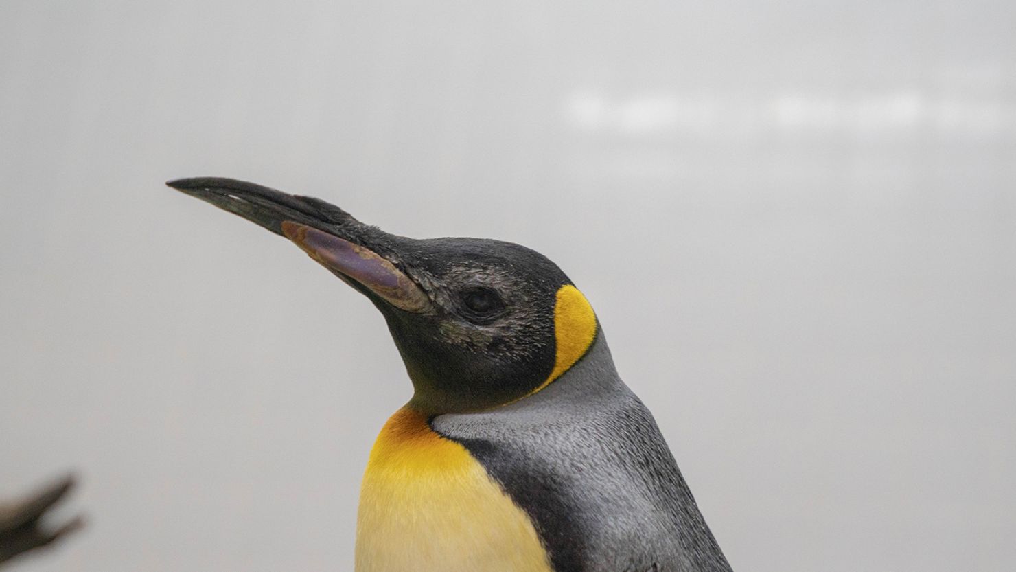 Theo, a king penguin, recovers in his den after successful cataract surgery.
