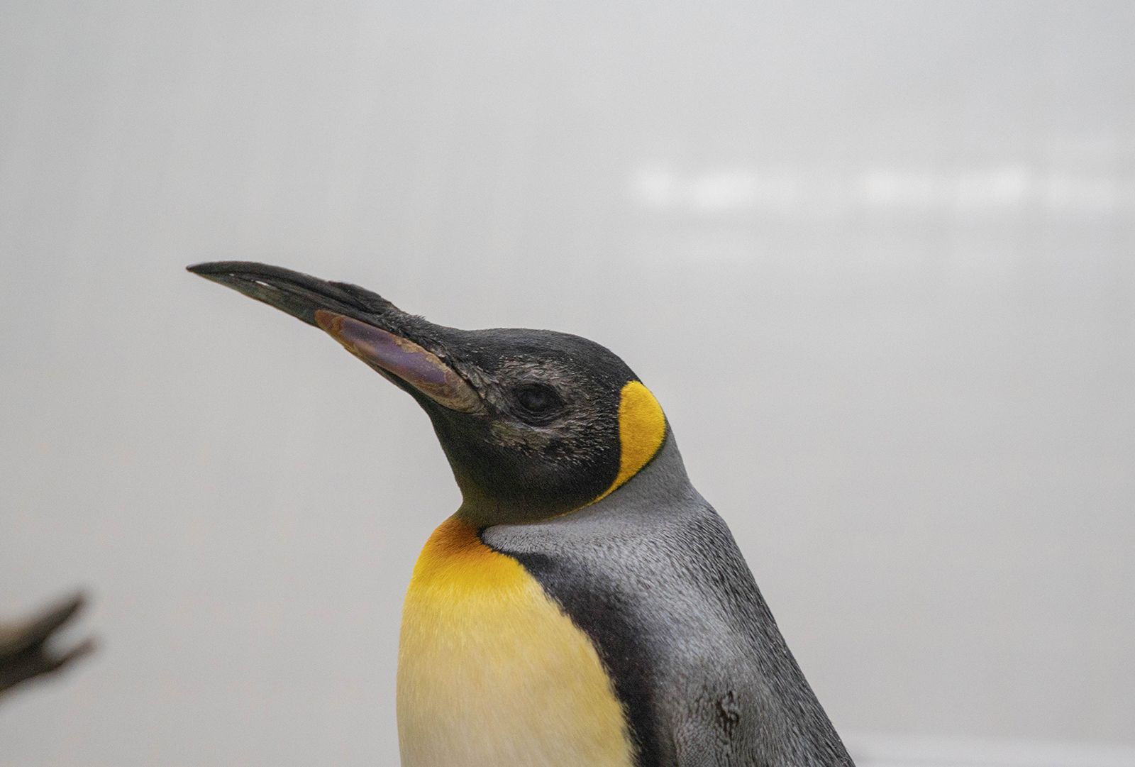 Antarctic Photo Library - Photo Details - emperor-penguin-head 