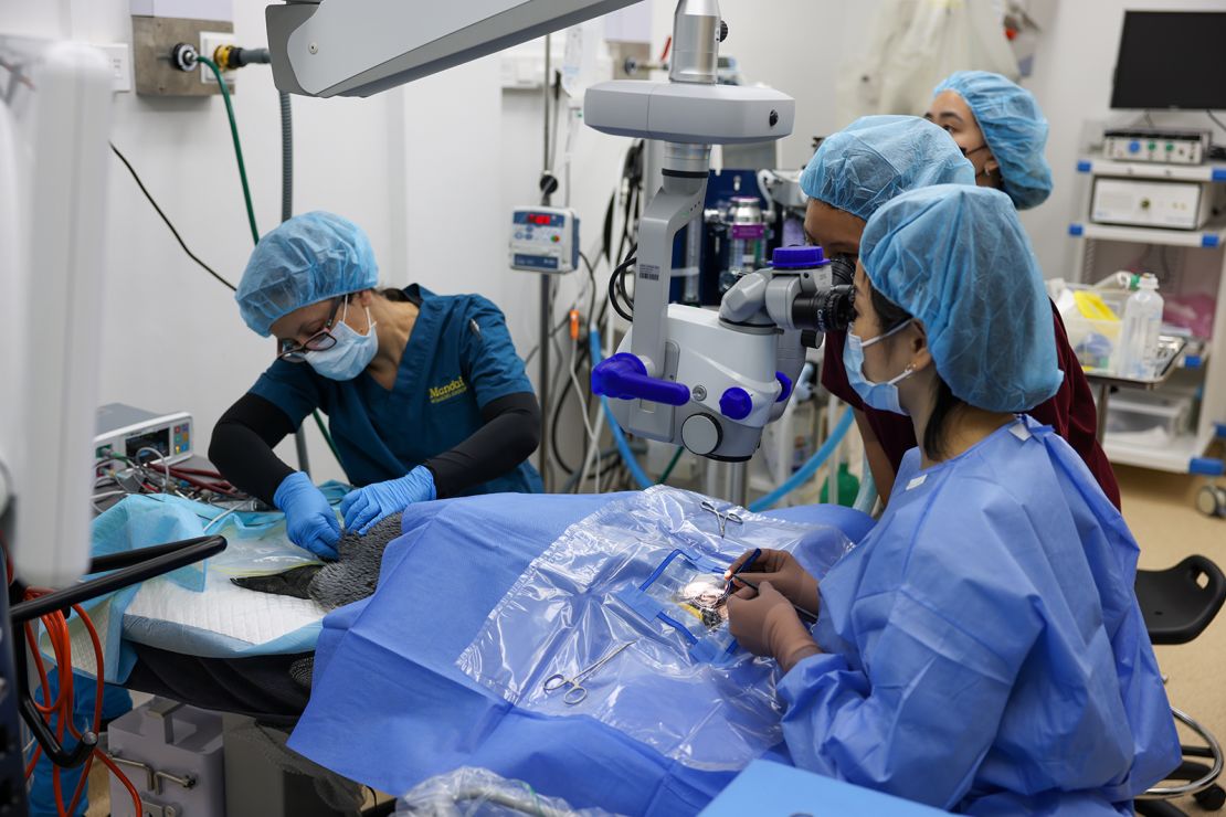 A king penguin undergoes cataract surgery at a clinic in Singapore.