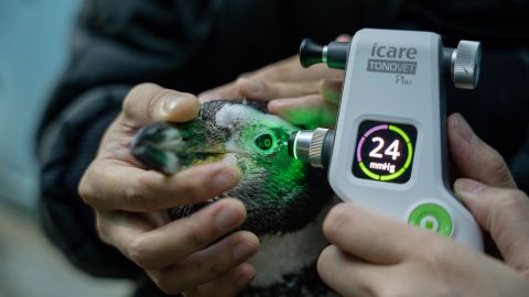 Një pajisje mjekësore kontrollon presionin e syve të një pinguini Humboldt në Jurong Bird Park në Singapor.