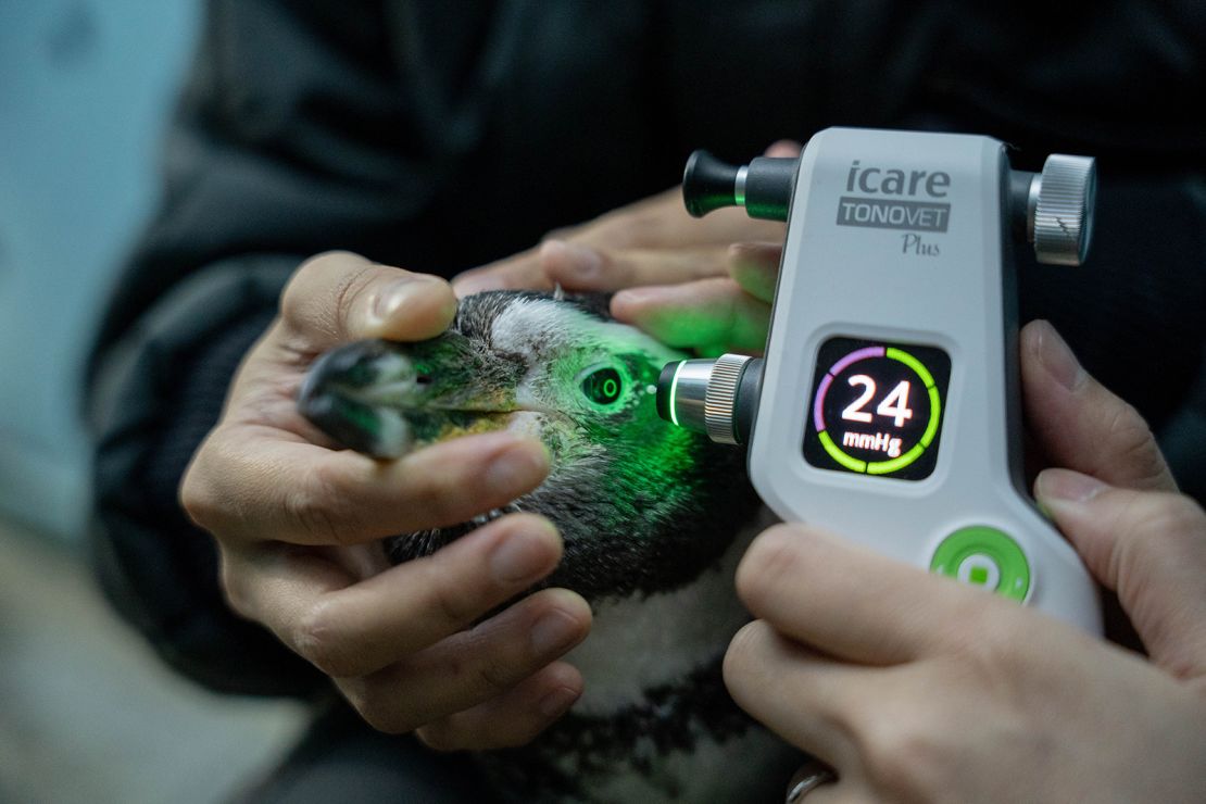 A medical device checks the eye pressure of a Humboldt penguin at Jurong Bird
Park in Singapore.