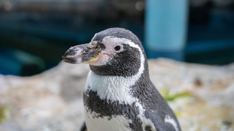 Holly, a Humboldt penguin, post-surgery.