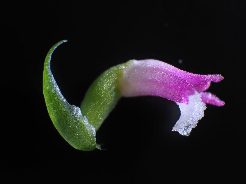 Glasslike orchid species found hiding in plain sight in Japan | CNN