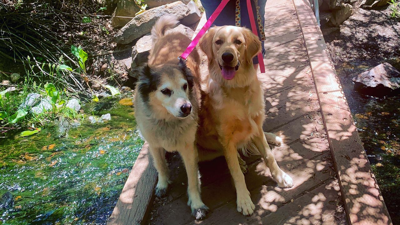 Linda Harding's dogs, Lola and Phoebe.