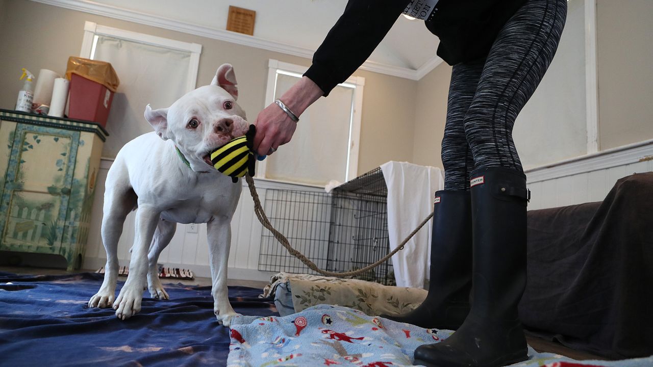 Joey, un cane da ricovero presso la Baypath Humane Society di Hopkinton, Massachusetts, il 9 aprile 2021.