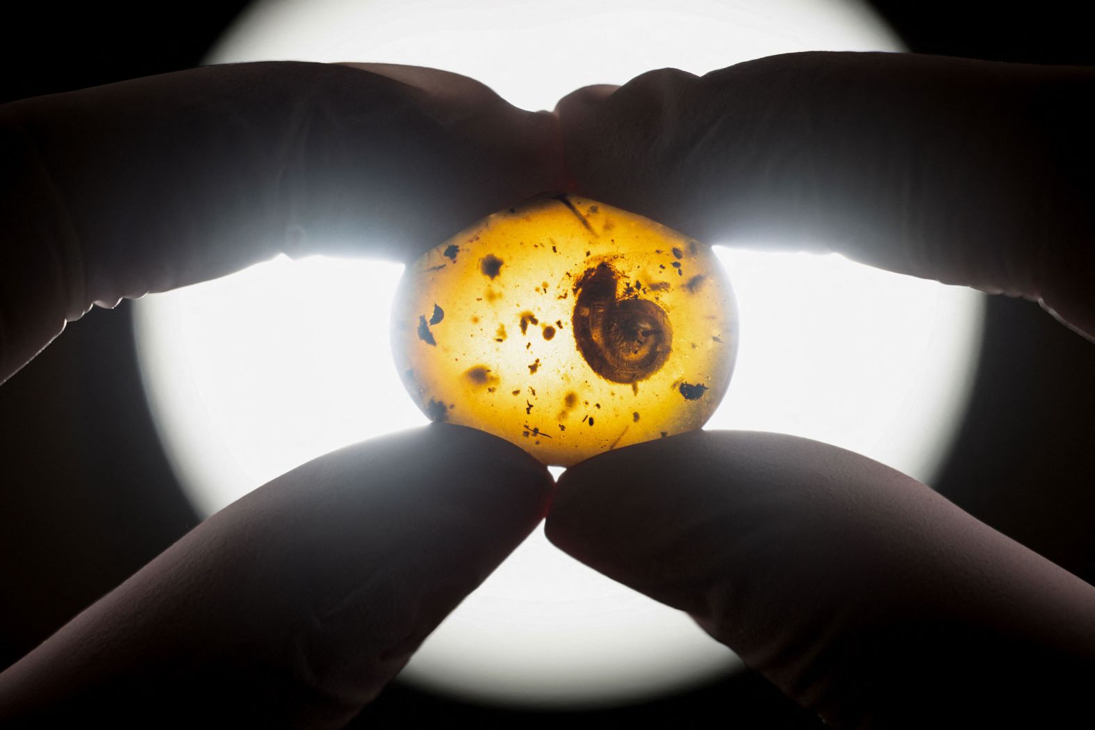 A woman holds a 99-million-year-old fossilized snail trapped in amber at the Colmar Museum of Natural History in Eastern France on Tuesday, March 14.