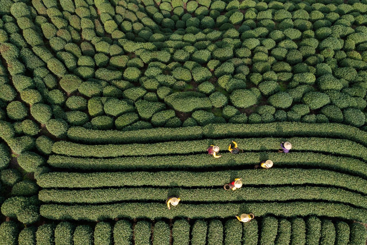 Workers harvest Longjing tea leaves in Zhejiang, China, on Monday, March 13.