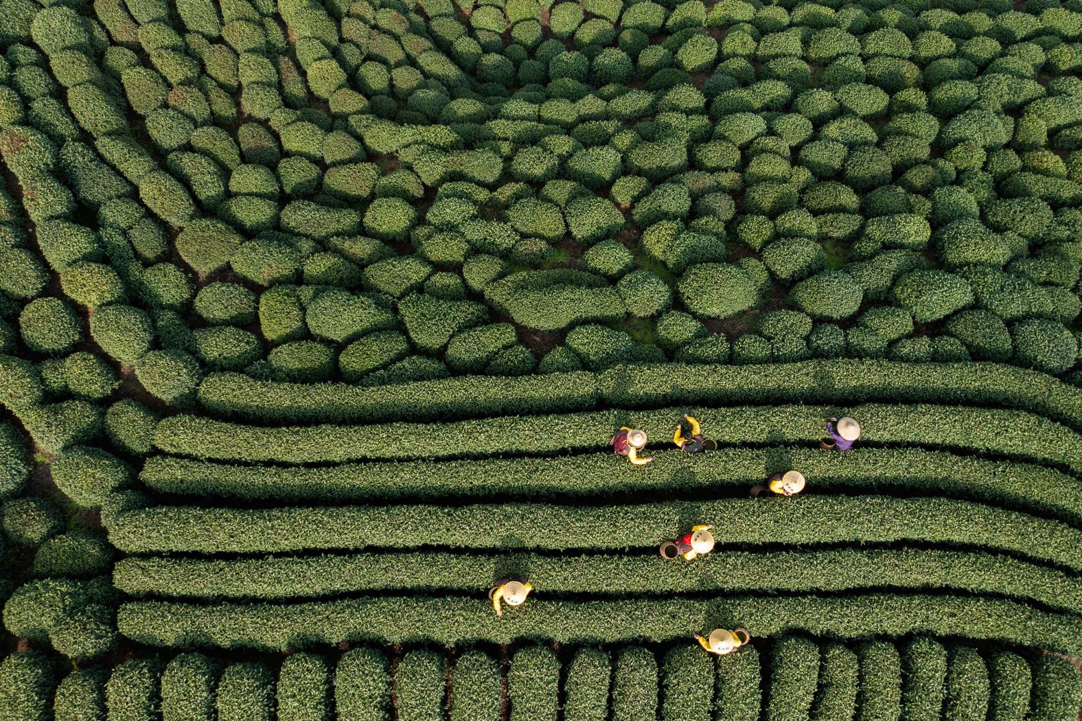 Workers harvest Longjing tea leaves in Zhejiang, China, on Monday, March 13.