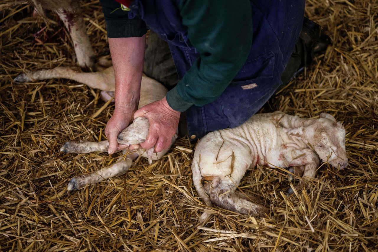 Shepherd Jane Wanstall takes care of a newly born lamb at a farm in Kent, England, on Friday, March 10.