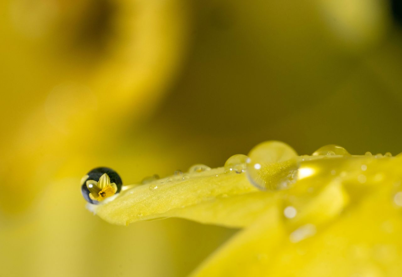 A raindrop refracts the image of a daffodil in Elktok, Oregon, on Monday, March 13.