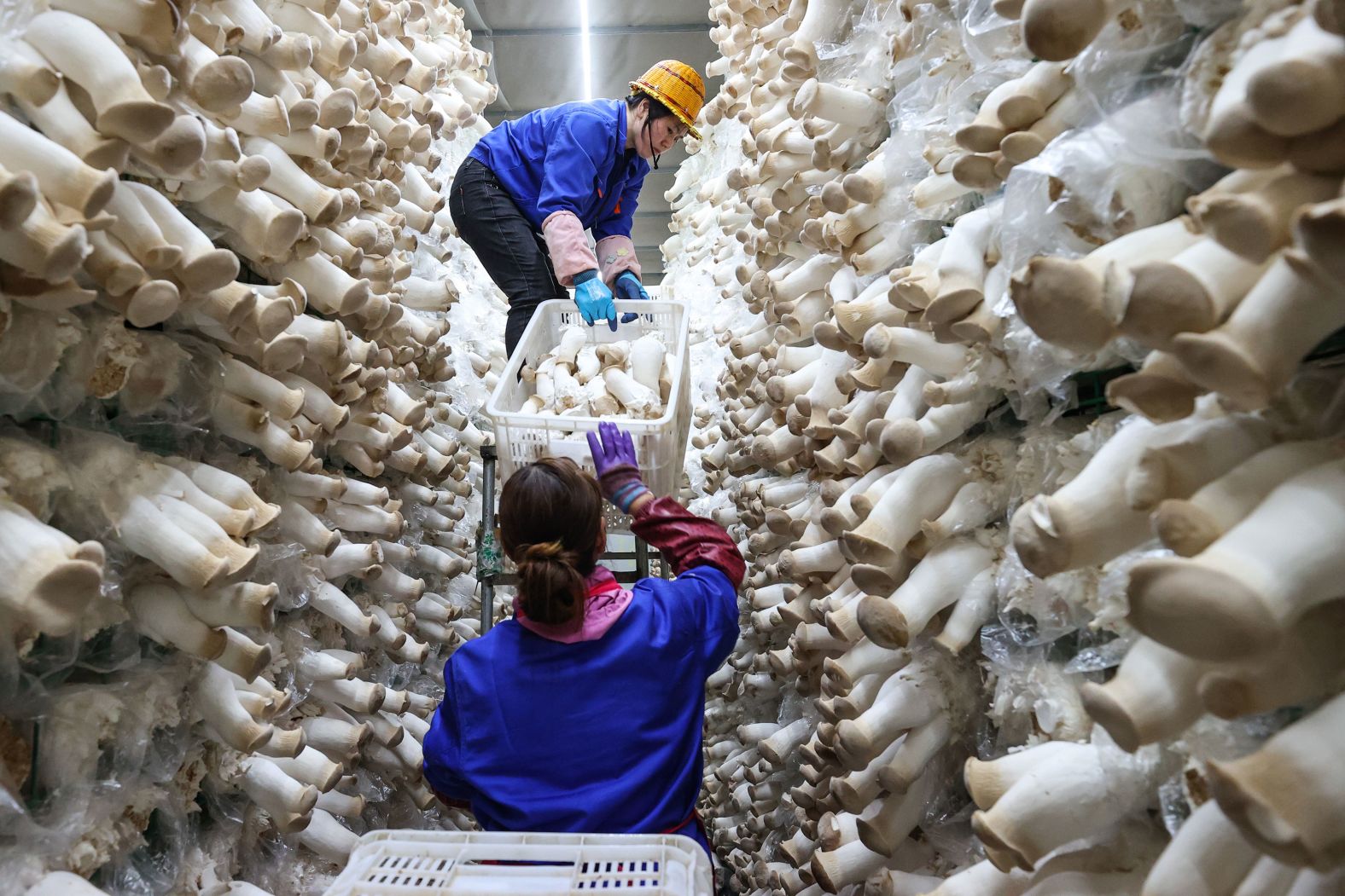 Farmers harvest mushrooms in Zunyi, China, on Tuesday, March 14.