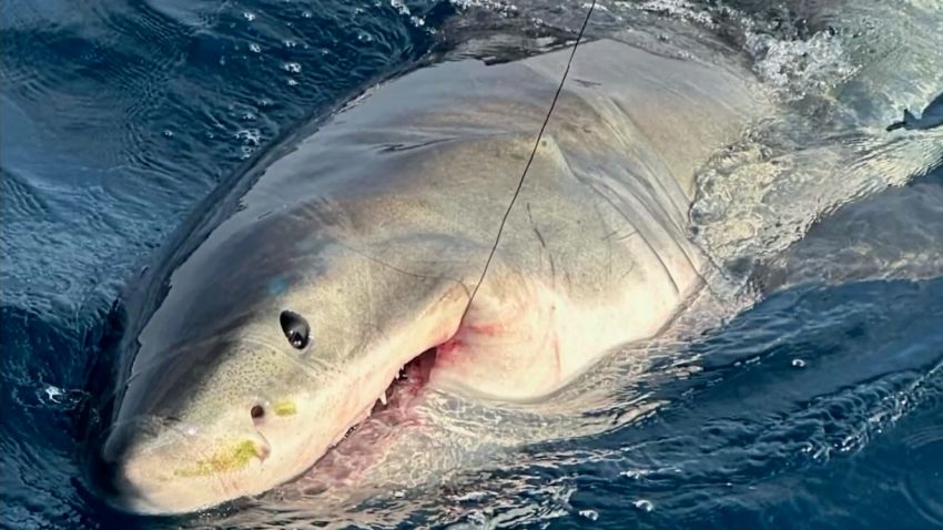 1,500 pound nice white shark noticed off North Carolina coast