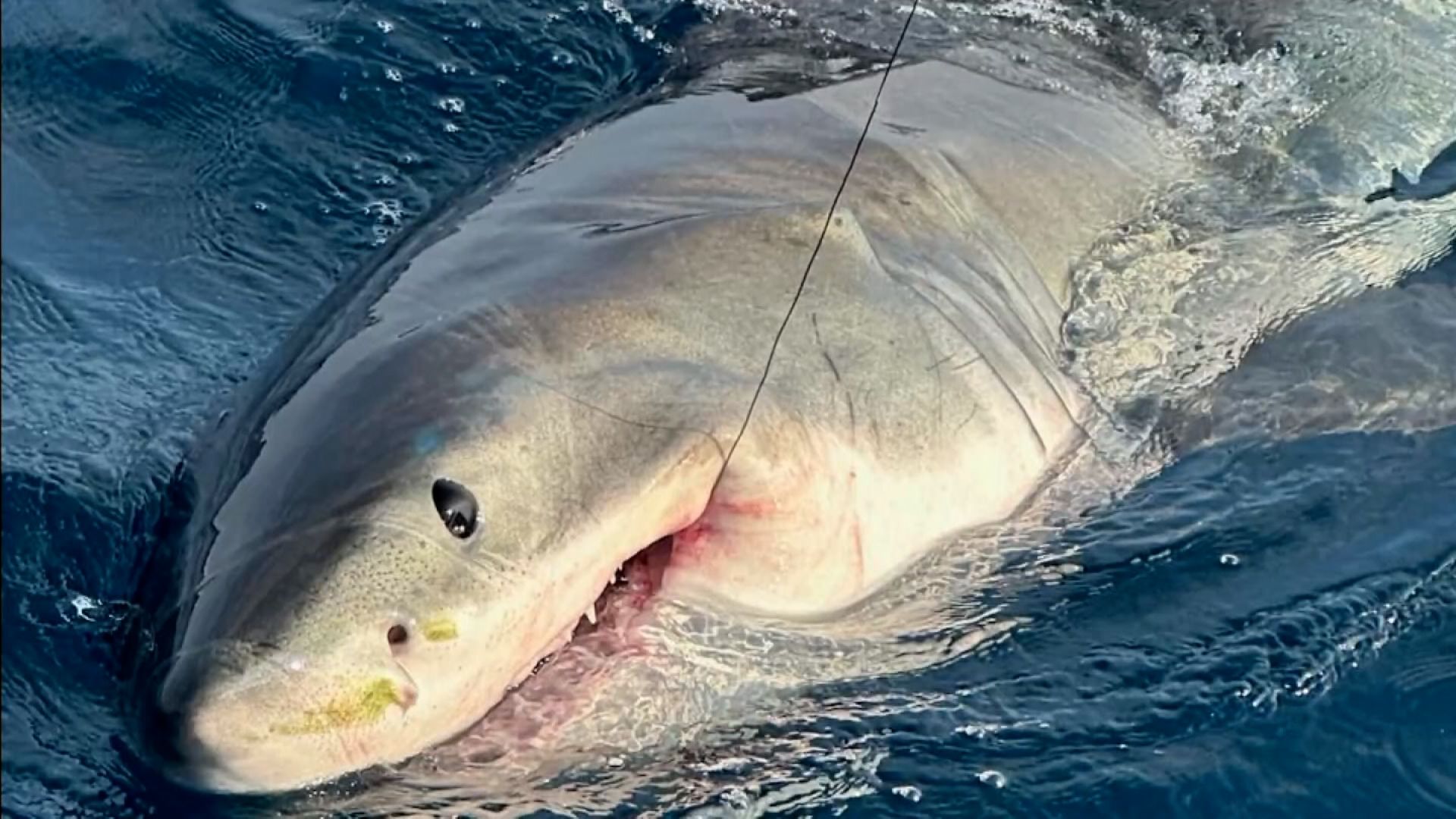 A 1,500 pound great white shark named 'Breton' is currently swimming off  the coast of North Carolina