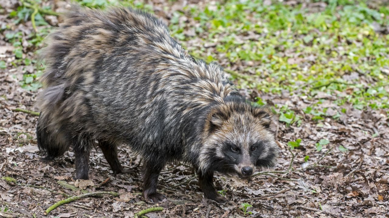 Raccoon dogs like the one shown here are known to have been sold in a market in Wuhan, China.