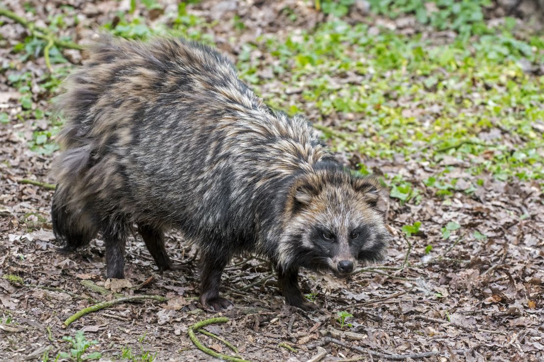 Raccoon dogs, like one shown here, were known to be traded at the market in Wuhan, China.