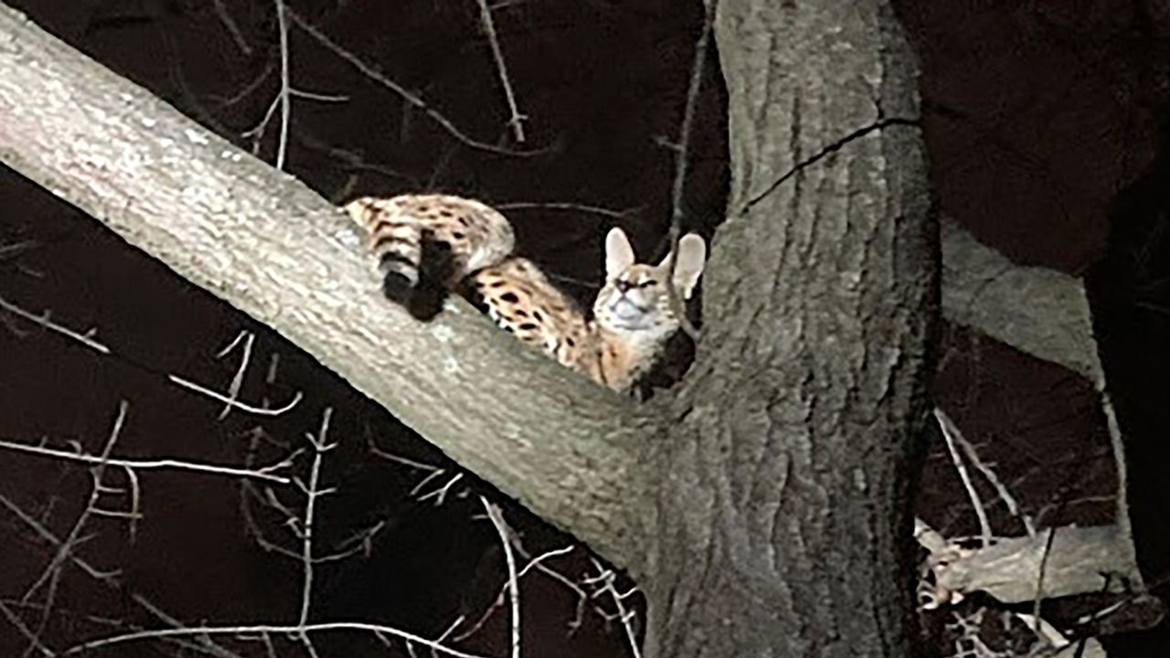 A serval named Amiry was rescued from a tree in Cincinnati and tested positive for cocaine. 