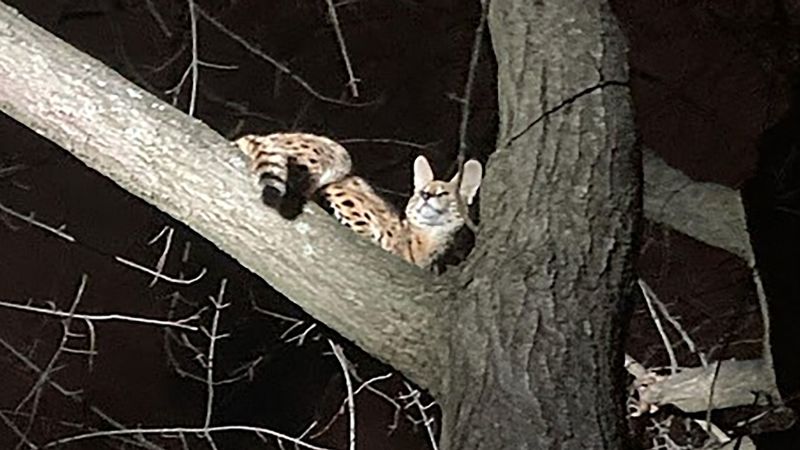 Exotic cat rescued from a tree in Ohio tests positive for cocaine | CNN