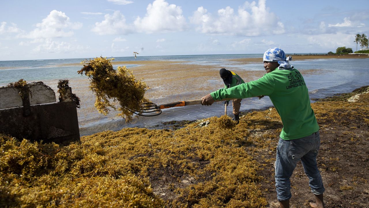 Workers remove sargassum from a beach in Punta Cana, Dominican Republic, in June. 