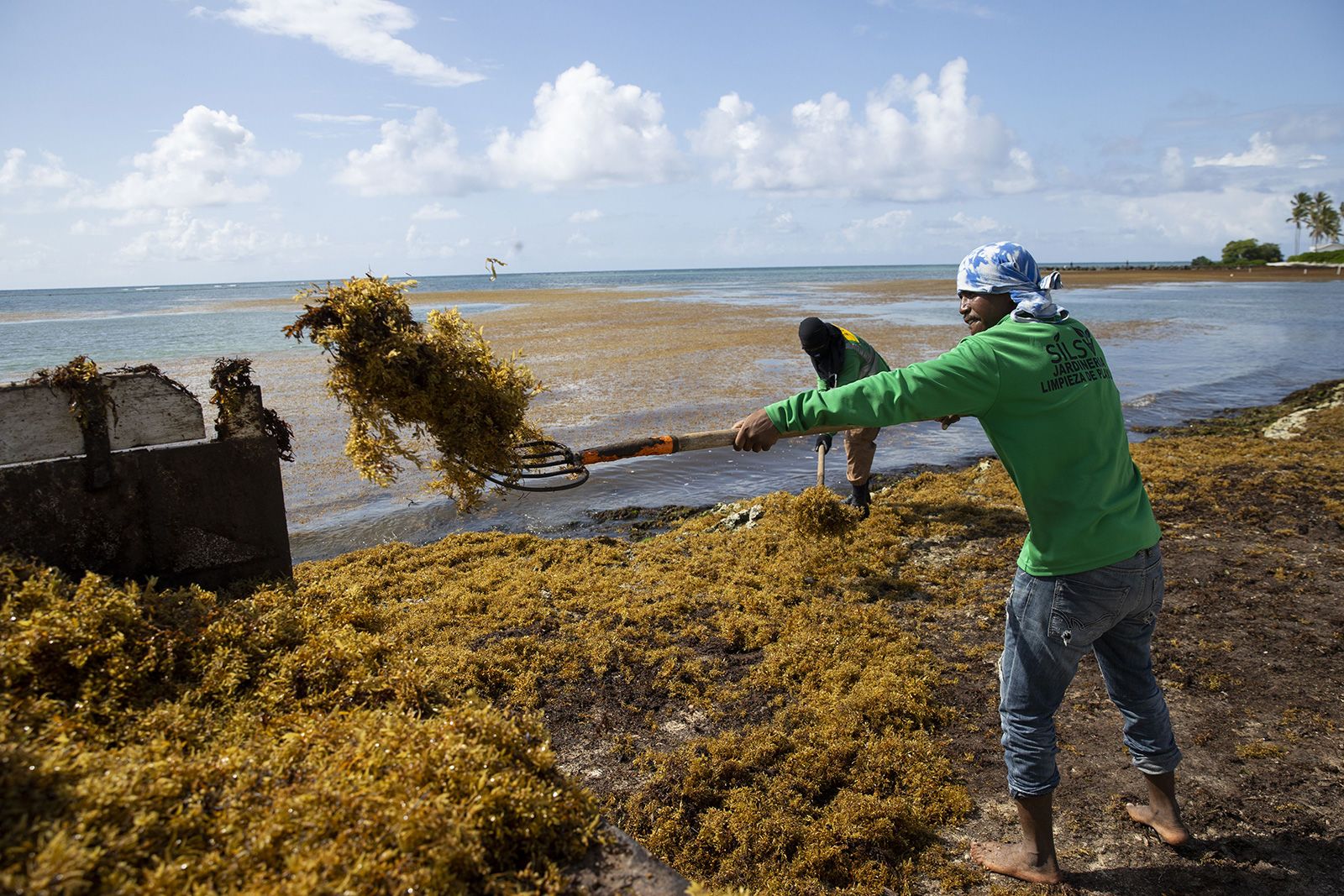 green seaweed in ocean