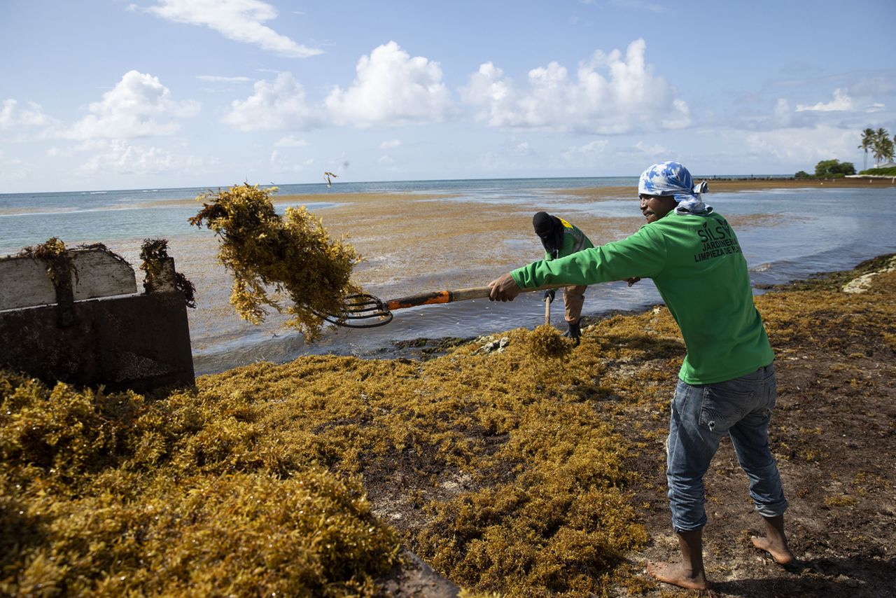Workers remove sargassum from a beach in Punta Cana, Dominican Republic, in June. 