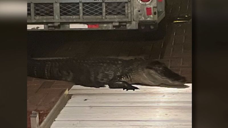 Florida man heard a knock at the door. It was an alligator | CNN