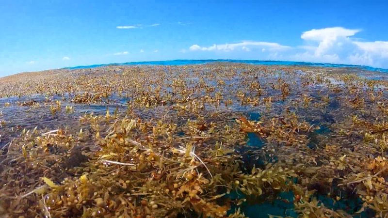 Expert says seaweed bloom will continue to grow | CNN