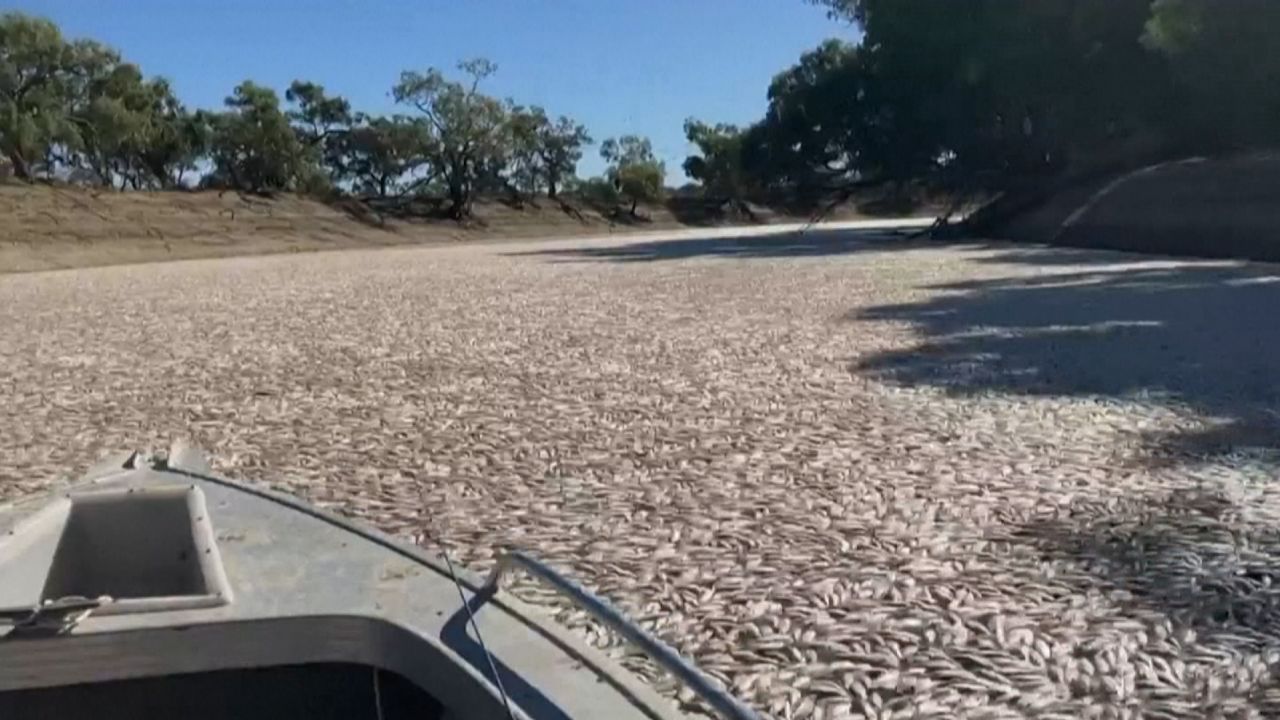 The river in Menindee filled with dead fish.