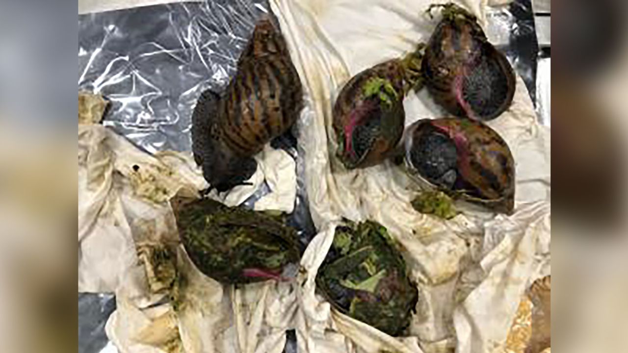 US Customs and Border Protection confiscated six giant African snails from the suitcase of a traveler at the Detroit Metropolitan Airport, according to a news release from the agency.
