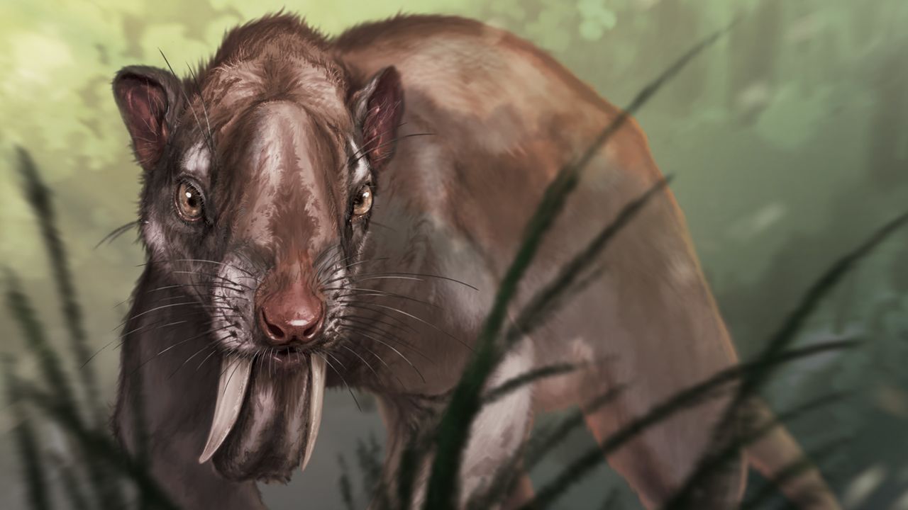 An ancient carnivorous marsupial relative named Thylacosmilus atrox had canines so massive that the roots wrapped over the top of the animal's skull. 
