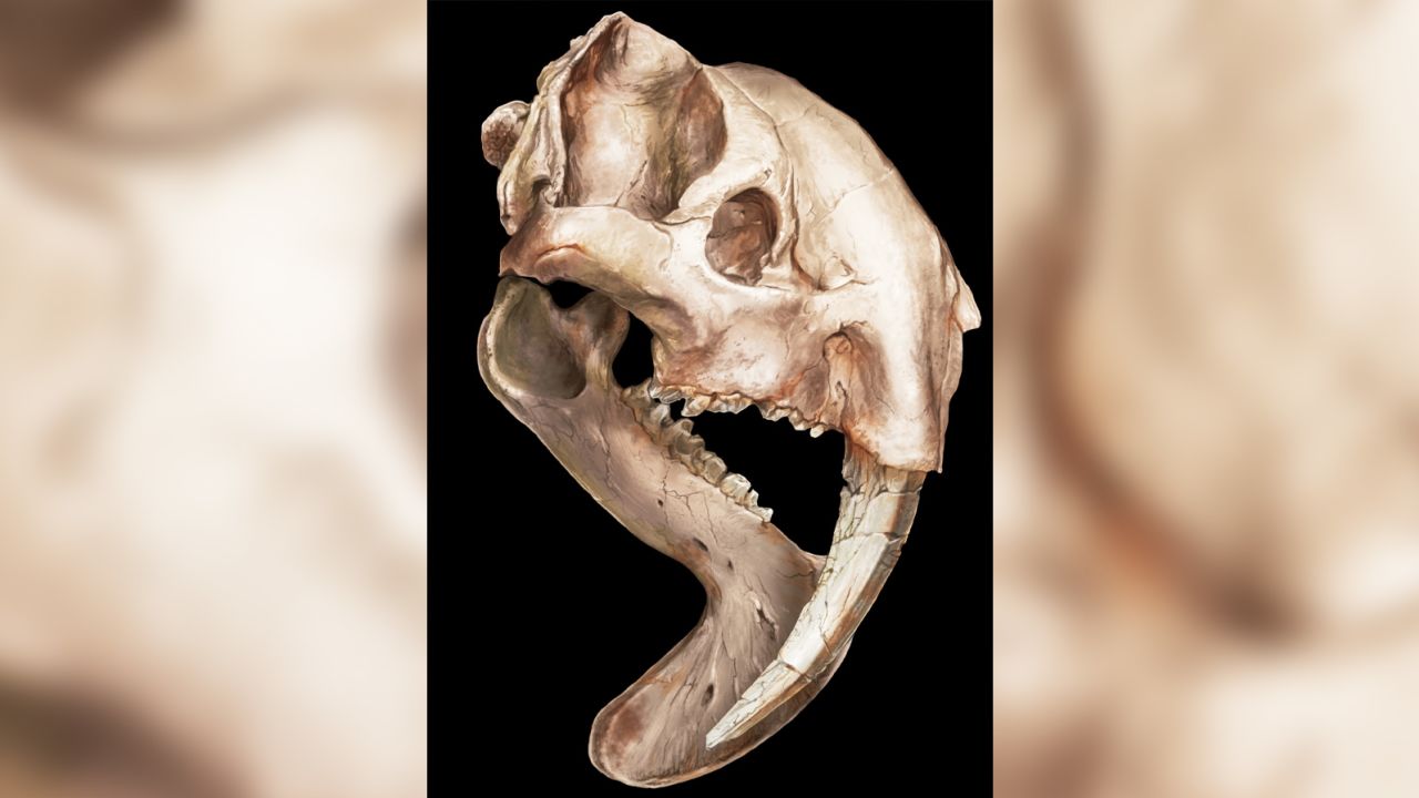 Thylacosmilus' skull shows just how unusual the animal was.